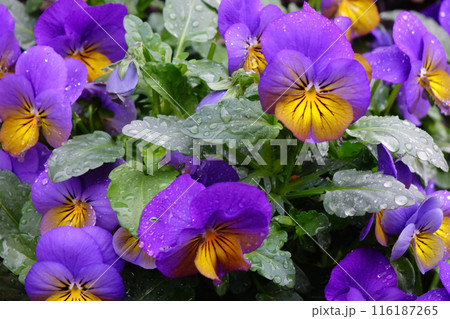 春の花壇に咲く色とりどりのパンジーの花 116187265