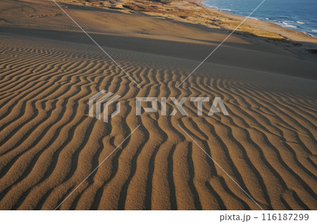 紺碧の日本海と鳥取砂丘の風紋陰影 Ver1 紺碧の日本海と鳥取砂丘の風紋陰影 Ver1 116187299