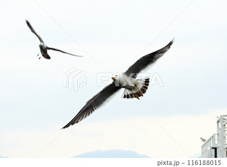 翼を大きく広げながら曇り空を背景に飛ぶカモメ 116188015
