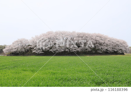 桜の毒島城跡 116188396