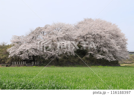 桜の毒島城跡 116188397