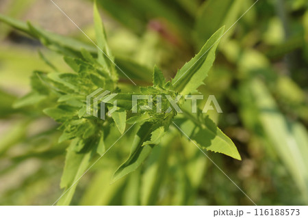 Stokes aster Traumerei Stokes aster Traumerei 116188573