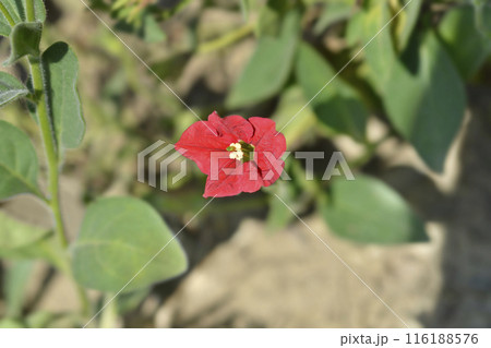 Brazilian red petunia 116188576