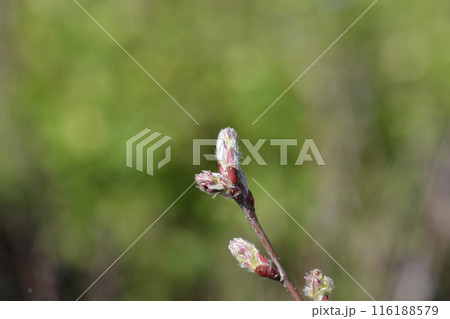 Alder-leaved serviceberry Mandam Alder-leaved serviceberry Mandam 116188579