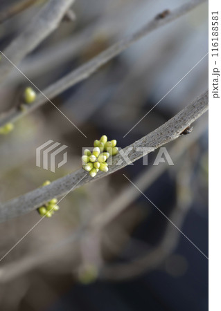 Chinese redbud Shirobana 116188581