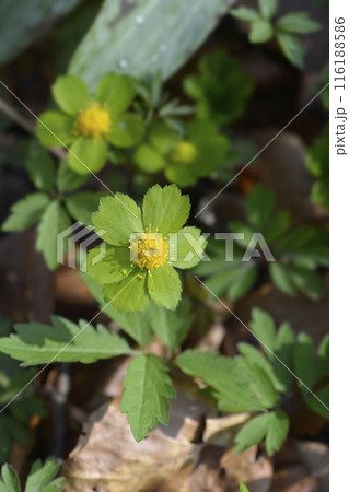 Dwarf masterwort Dwarf masterwort 116188586