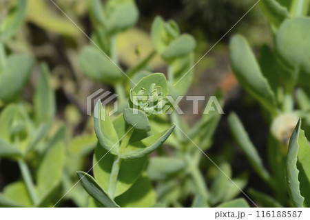 Stonecrop Lisa 116188587