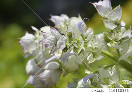 Clary sage Vatican Pink Clary sage Vatican Pink 116188588