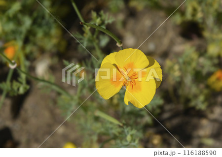 Golden poppy 116188590