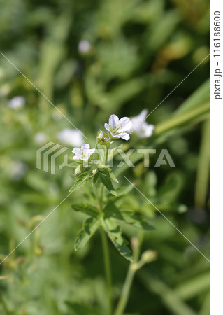 Bloody cranesbill Album Bloody cranesbill Album 116188600