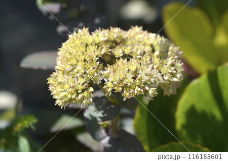 Stonecrop Seduction Yellow Delicat Stonecrop Seduction Yellow Delicat 116188601