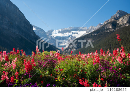 Fall in Lake Louise. Banff National Park Landscape Photography. Canadian Rockies Autumn Scenery. Alberta, Canada. Fall in Lake Louise. Banff National Park Landscape Photography. Canadian Rockies Autumn Scenery. Alberta, Canada. 116188625
