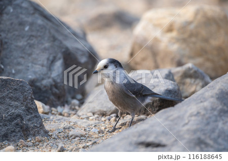 Close-up shot on a Canada Jay. Banff National Park, Canadian Rockies, Alberta, Canada. Gray jay, grey jay, camp robber, whisky jack. 116188645