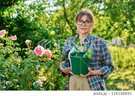 Woman with pot rooting rose cuttings, rooting, growing new plants from cuttings 116188693