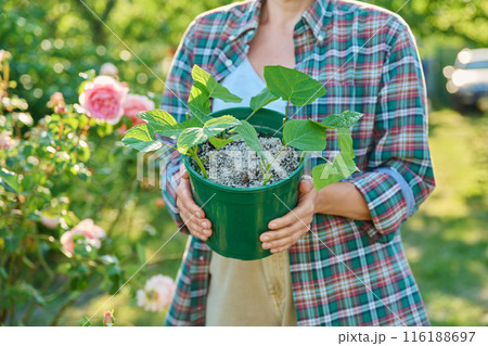 Rooting hydrangea cuttings, growing new plants from cuttings Rooting hydrangea cuttings, growing new plants from cuttings 116188697