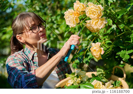 Caring for rose bushes in garden, woman cutting dry faded flowers, branches 116188700