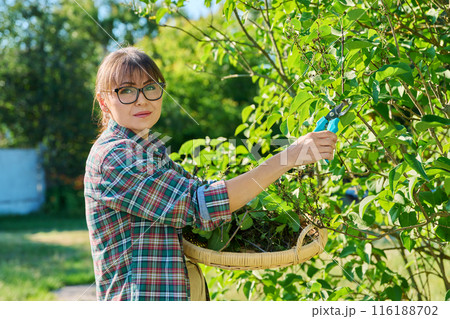 Woman with garden pruning shears cutting dry flowers lilac 116188702