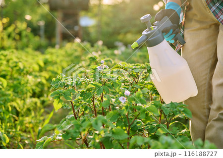 Hands spraying potato plants, protection from fungal diseases, , insect control, fertilizers 116188727