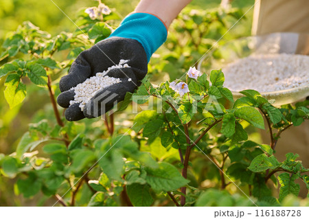 Close up of mineral fertilizers in hands, fertilizing flowering potato plant Close up of mineral fertilizers in hands, fertilizing flowering potato plant 116188728