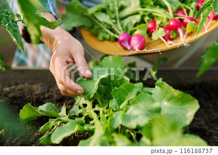 Harvesting radishes on raised wooden box bed 116188737