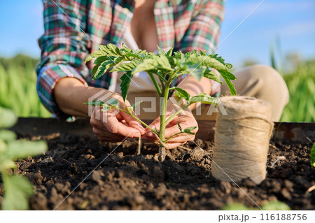 Close-up of woman tying tomato plants outdoors in high wooden garden box 116188756
