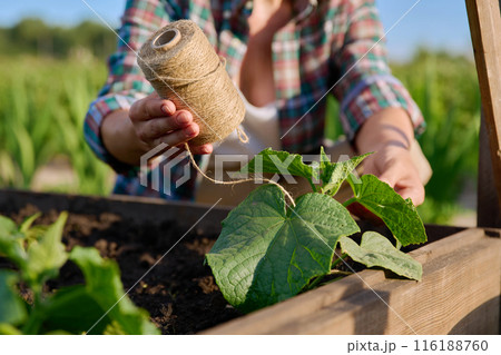 Close-up of woman tying cucumber plants outdoors in high wooden garden box Close-up of woman tying cucumber plants outdoors in high wooden garden box 116188760