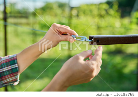 Vineyard, female farmer adjusting the tension of trellis for growing grape vines 116188769