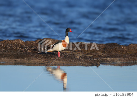 Morning male common shelduck (Tadorna tadorna) 116188904