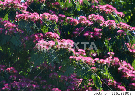 Albizia julibrissin, the Persian silk tree Albizia julibrissin, the Persian silk tree 116188905
