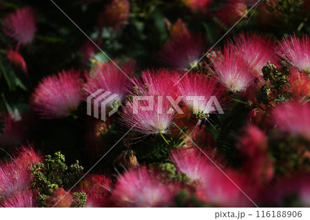 Albizia julibrissin, the Persian silk tree Albizia julibrissin, the Persian silk tree 116188906