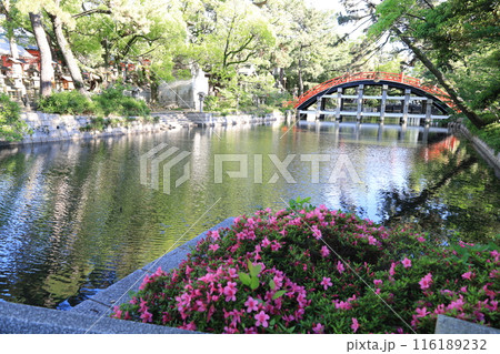 大阪市にある住吉大社への参道風景 大阪市にある住吉大社への参道風景 116189232