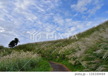 細野高原 116189484