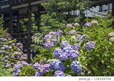 茨城県桜川市の雨引観音の紫陽花 116189700