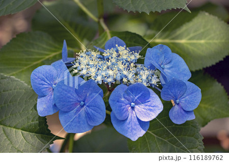 桜川市の雨引観音の紫陽花 116189762