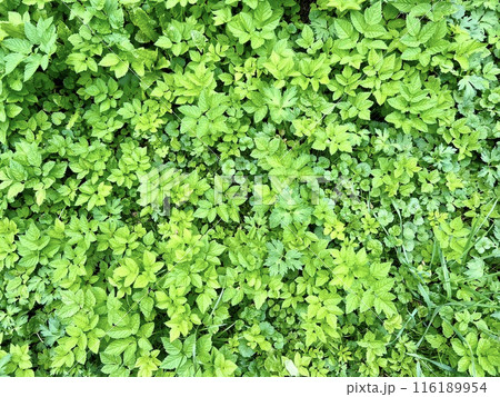Green grass texture background. Natural green grass texture. Top view. Green grass texture background. Natural green grass texture. Top view. 116189954