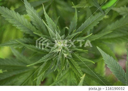 Cannabis leaf and marijuana plant. medical marijuana cannabis 116190032