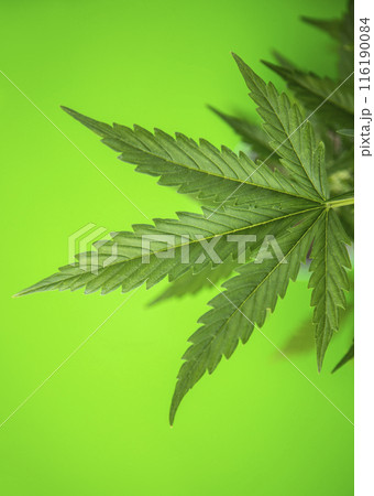 Marijuana plant, medical marijuana concept 116190084