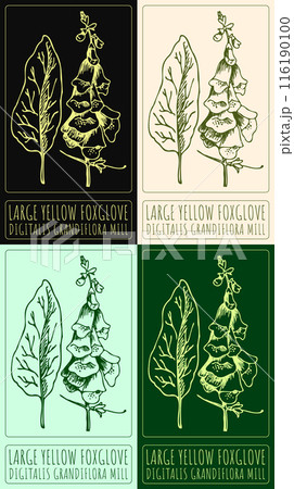 Set of vector drawing LARGE YELLOW FOXGLOVE in various colors. Hand drawn illustration. The Latin name is DIGITALIS GRANDIFLORA MILL. 116190100