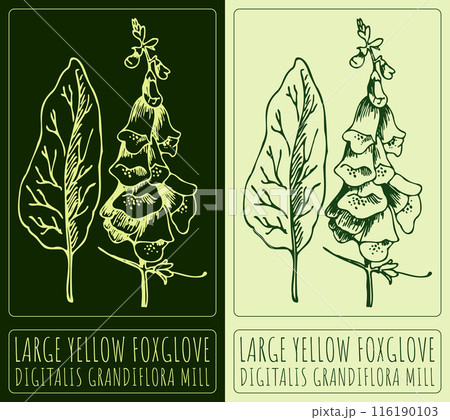 Vector drawing LARGE YELLOW FOXGLOVE. Hand drawn illustration. The Latin name is DIGITALIS GRANDIFLORA MILL Vector drawing LARGE YELLOW FOXGLOVE. Hand drawn illustration. The Latin name is DIGITALIS GRANDIFLORA MILL 116190103