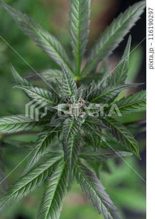 Medical cannabis plant, cbd concept 116190297