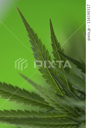 Cannabis leaf and marijuana plant. medical marijuana cannabis Cannabis leaf and marijuana plant. medical marijuana cannabis 116190317