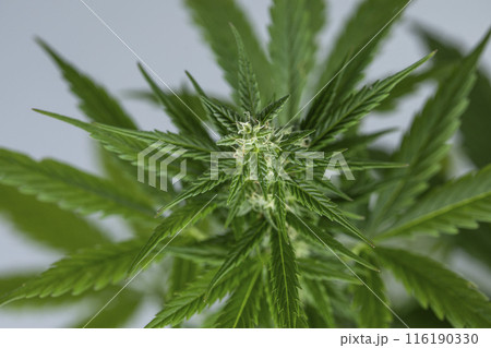 Cannabis leaf and marijuana plant. medical marijuana cannabis 116190330