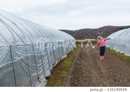 農作業をする女性 116190939