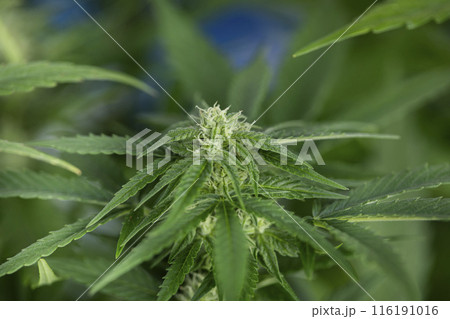 Cannabis leaf and marijuana plant. medical marijuana cannabis Cannabis leaf and marijuana plant. medical marijuana cannabis 116191016