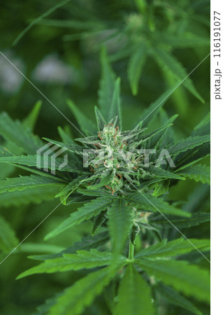 Weed medicine leaf, Grow indica flowering, Cannabis plant, Marijuana 116191077