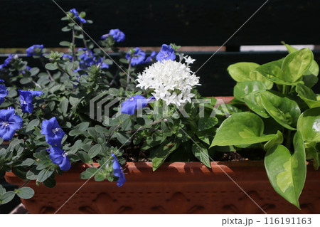 エボルブルス、ペンタスの寄せ植え 116191163