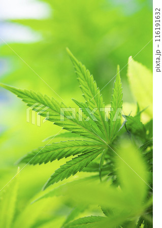 Weed medicine leaf, Grow indica flowering, Cannabis plant, Marijuana Weed medicine leaf, Grow indica flowering, Cannabis plant, Marijuana 116191632