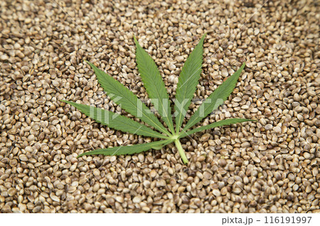 Cannabis leaves with marijuana, cbd, Flat lay composition 116191997