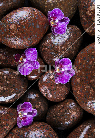 Spa stones and purple flowers, orchid 116191998