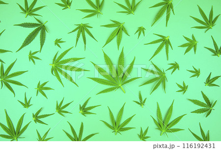 Hemp oil and cannabis leaves on light background 116192431